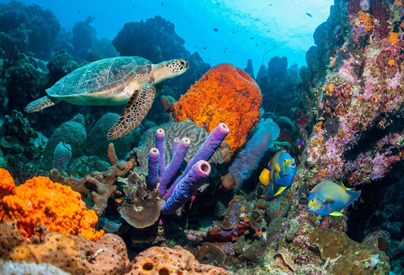 bonaire diving turtle